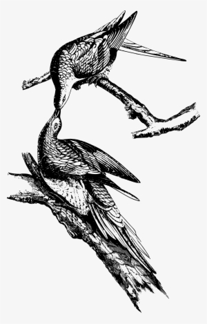 This Free Icons Png Design Of Wild Pigeon #597090