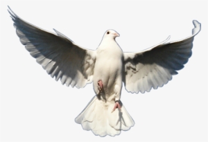 White Pigeon Png - Rock Dove #597114