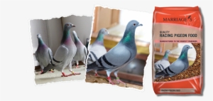 Racing Pigeon Range - Marriages Pigeon Conditioner Food 20kg #597306