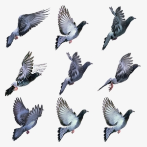 Pigeon - Stock Dove #597311