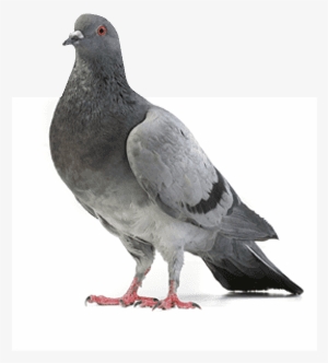 Feral Pigeons - Gray Dove #597367