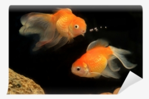 Akvariefisk #597585
