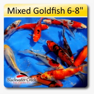 Mixed Goldfish 6-8" - Goldfish #597627