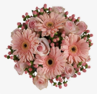 Peach Cobbler - Barberton Daisy #5900138