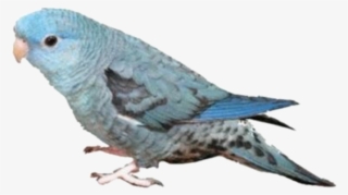 Image - Hatoful Boyfriend #5901459