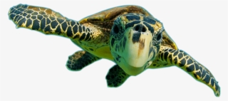 Donate To Support The Future - Poster: Relanzon's Sea Turtle, Swimming Underwater, #5902323