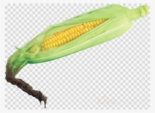 Transparent Background Corn Png Clipart Corn On The - Dry Bay Leaf Png #5902625