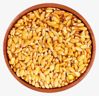 Wheat - Einkorn Seeds #5903279
