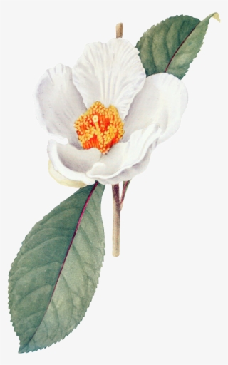 White Hd Gorgeous Vintage Painted Flowers #5904144