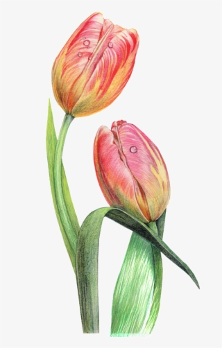 This Graphics Is Dewdrop Decorative Pattern About Flowers, #5904499