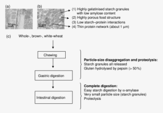 The Different Steps In Bread Digestion - Bread #5904500