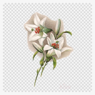 Easter Lilies With Transparent Background Clipart Easter - Easter Lilies With Transparent Background #5905201