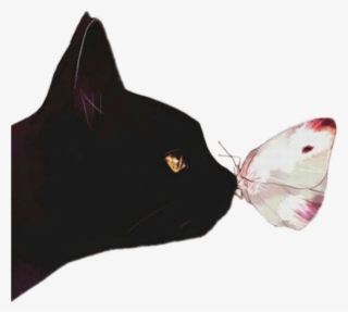 Cat Borboleta Gato Preto Black Tumblr Png Tumblr Black #5905634 Cat Borboleta Gato Preto Black Tumblr Png Tumblr Black #5905634