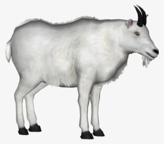 Mountain Goat 3 - Mountain Goat Png #5905691