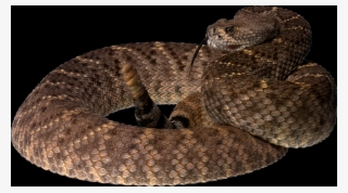 Western Diamondback Rattlesnake Drawing - Free Transparent PNG Download ...