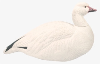 Snow Shells #5907431