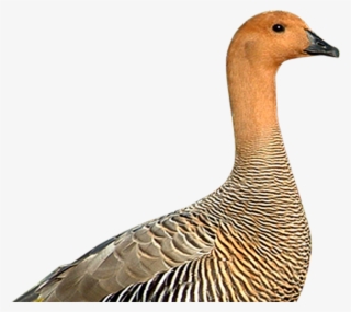 Geese - Canvasback Duck #5907482