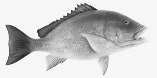 Grilled Whole Snapper - Pargo Png #5907540