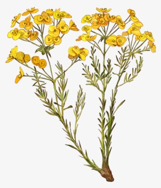 Common Tansy #5910108