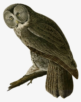 100 Years Of Connecting People To Birds And Nature - James Audubon Art Owl #5910840