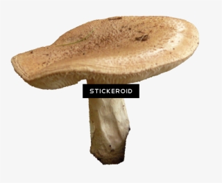 Mushroom - Shiitake #5912945