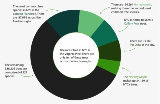 Nyc Tree Species - Circle #5913844