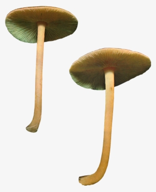 Imagetagged Mushroom, Png, Transparentleave A Comment #5913970
