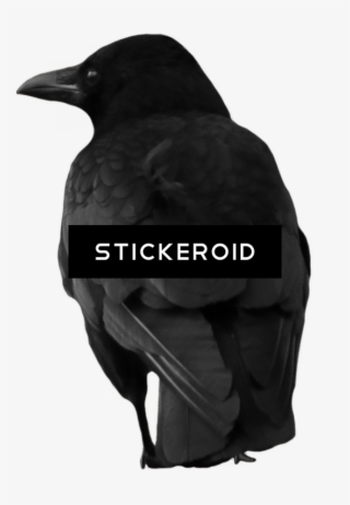 Crow - Raven #5918440