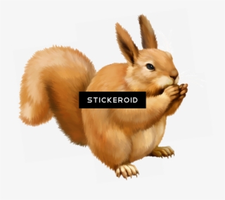 Squirrel - Clip Art #5920574