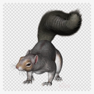 Grey Squirrel Png Clipart Eastern Gray Squirrel Clip - Clip Art Gray Squirrel #5921299