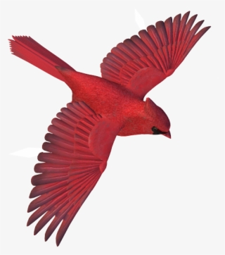 Birds Png Images - Northern Cardinal #5922517