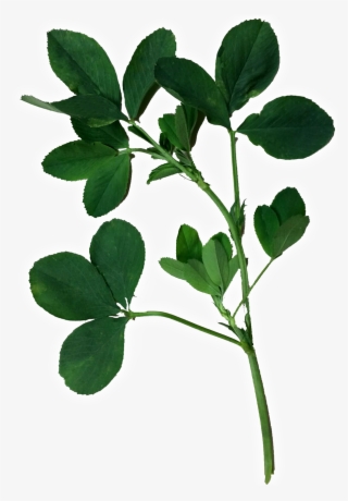 Alfalfa Vaquera - Alfalfa Png #5924363