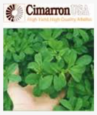 Cimarron Alfalfa Seed - Alfalfa Cimarrona #5924473