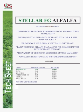 Stellar Fg Alfalfa - Alfalfa #5924668