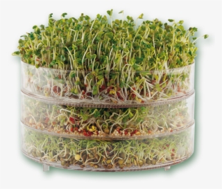 . Vogel Biosnacky Classic Germinator #5925704