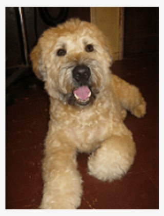 Poodle Clip Goldendoodle Banner Library Stock - Labradoodle #5929317