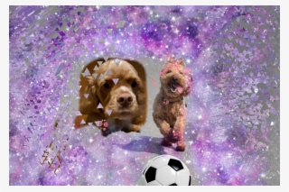 Goldendoodle #5929635