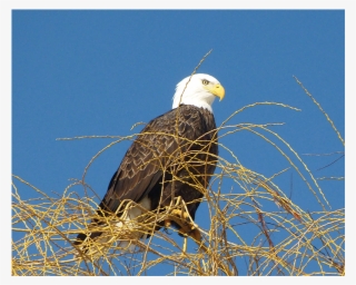 Birds - Enderby Chamber Of Commerce #5930177