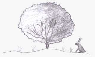 Eventual Size Of Ginkgo Biloba 'troll' - Gum Trees #5935101