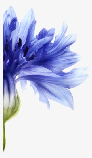 This Plant-based Pigment Reduces Yellowing And Provides - Shampoo #5938518