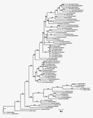 Indicated Above The Branch - Document #5940479