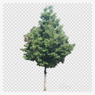 Tree Jpg No Background #5940577
