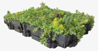 Home > Green Roofing > Extensive #5940643