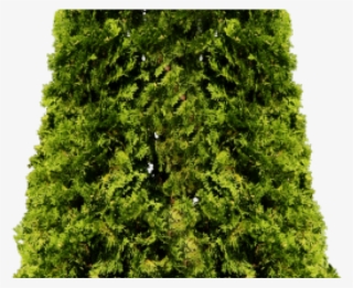 Fir Clipart Ashoka Tree #5940871