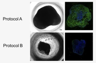 Figure 1 Icrs Seq - Portable Network Graphics #5941647