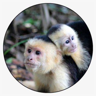 Parque Nacional Manuel Antonio #5945142