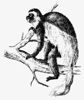 Colobus Medium Image Png - Colobus Monkey Transparent #5945346