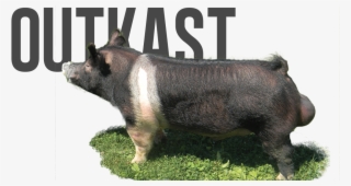 Outkast - Domestic Pig #5945763