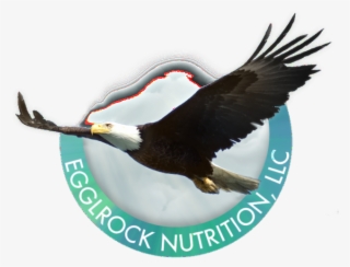 Laura L Rokosz, Phd - Dr. Laura L Rokosz #5946410