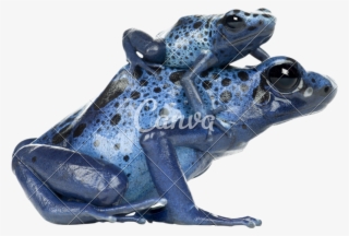 Poison Dart Frog Transparent Png #5947316